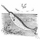 Monodon - Definition Of Monodon By The Free Dictionary