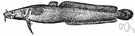 eelpout - elongate freshwater cod of northern Europe and Asia and North America having barbels around its mouth