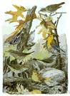 Turdinae - alternative classification for the thrushes