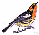 Blackburnian warbler - black-and-white North American wood warbler having an orange-and-black head and throat
