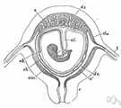 eutherian mammal - mammals having a placenta