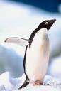 Adélie penguin - medium-sized penguins occurring in large colonies on the Adelie Coast of Antarctica