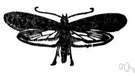 clothes moth - any of several small yellowish or buff-colored moths whose larvae eat organic matter e.g. woolens