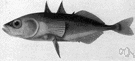 Gasterosteus - type genus of the family Gasterosteidae