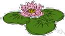 water lily - an aquatic plant of the family Nymphaeaceae