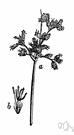 Scirpus - rhizomatous perennial grasslike herbs