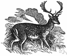 Dama dama - small Eurasian deer