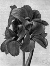 canna - any plant of the genus Canna having large sheathing leaves and clusters of large showy flowers