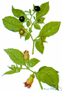 belladonna plant - perennial Eurasian herb with reddish bell-shaped flowers and shining black berries