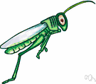 order Orthoptera - grasshoppers and locusts