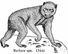 Barbary ape - tailless macaque of rocky cliffs and forests of northwestern Africa and Gibraltar