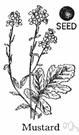 mustard seed - black or white seeds ground to make mustard pastes or powders