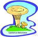 milkcap - edible mushroom