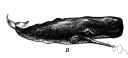cachalot - large whale with a large cavity in the head containing spermaceti and oil