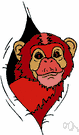 uakari - medium-sized tree-dwelling monkey of the Amazon basin
