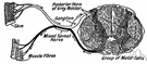 nerve fibre - a threadlike extension of a nerve cell