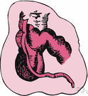 cecal appendage - a vestigial process that extends from the lower end of the cecum and that resembles a small pouch