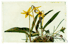 dogtooth violet - perennial woodland spring-flowering plant