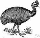 Casuarius - type and sole genus of the Casuaridae: cassowaries