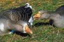 Anser anser - common grey wild goose of Europe