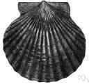 Pecten irradians - a small scallop inhabiting shallow waters and mud flats of the Atlantic coast of North America