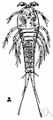 copepod crustacean - minute marine or freshwater crustaceans usually having six pairs of limbs on the thorax