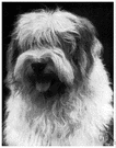 Old English sheepdog - large sheepdog with a profuse shaggy bluish-grey-and-white coat and short tail