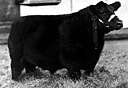 Black Angus - black hornless breed from Scotland