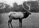 wapiti - large North American deer with large much-branched antlers in the male