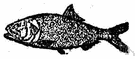 Brevoortia tyrannis - shad-like North American marine fishes used for fish meal and oil and fertilizer