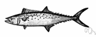 Scomberomorus maculatus - a large commercially important mackerel of the Atlantic coastal waters of North America