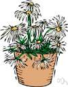 Shasta daisy - hybrid garden flower derived from Chrysanthemum maximum and Chrysanthemum lacustre having large white flower heads resembling oxeye daisies
