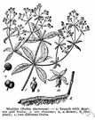 family Rubiaceae - widely distributed family of mostly tropical trees and shrubs and herbs