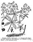 madder family - widely distributed family of mostly tropical trees and shrubs and herbs