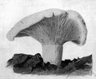 genus Lactarius - large genus of agarics that have white spore and contain a white or milky juice when cut or broken