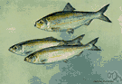 alewife - shad-like food fish that runs rivers to spawn