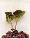 Asarum canadense - deciduous low-growing perennial of Canada and eastern and central United States