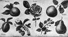 family Rosaceae - a large family of dicotyledonous plants of order Rosales