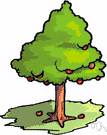 genus Malus - apple trees
