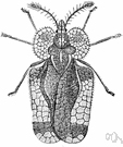lacewing - any of two families of insects with gauzy wings (Chrysopidae and Hemerobiidae)