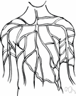 systema nervosum - the sensory and control apparatus consisting of a network of nerve cells
