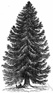 Norway spruce - tall pyramidal spruce native to northern Europe having dark green foliage on spreading branches with pendulous branchlets and long pendulous cones
