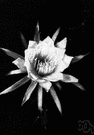 cereus - genus of much-branched treelike or shrubby cacti with pronounced ribs and rounded needlelike spines and nocturnal flowers usually white