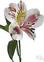 alstroemeria - any of various South American plants of the genus Alstroemeria valued for their handsome umbels of beautiful flowers