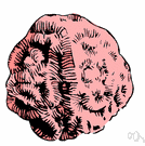 coral - a variable color averaging a deep pink
