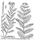 Apocynum pumilum - North American plant similar to common dogbane