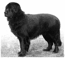 Newfoundland - a breed of very large heavy dogs with a thick coarse usually black coat