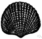 Brachiopoda - marine invertebrates that resemble mollusks