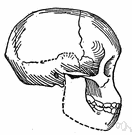 Australopithecus - extinct genus of African hominid