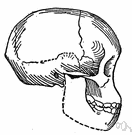 genus Australopithecus - extinct genus of African hominid